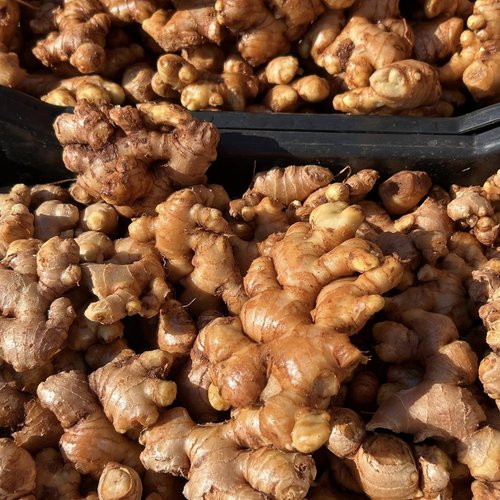 ginger